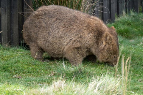 Acacia Hills Retreat - Whitsundays Accommodation 6