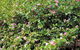Adelaide Hills Camellia Cottage WiFi - thumb 3