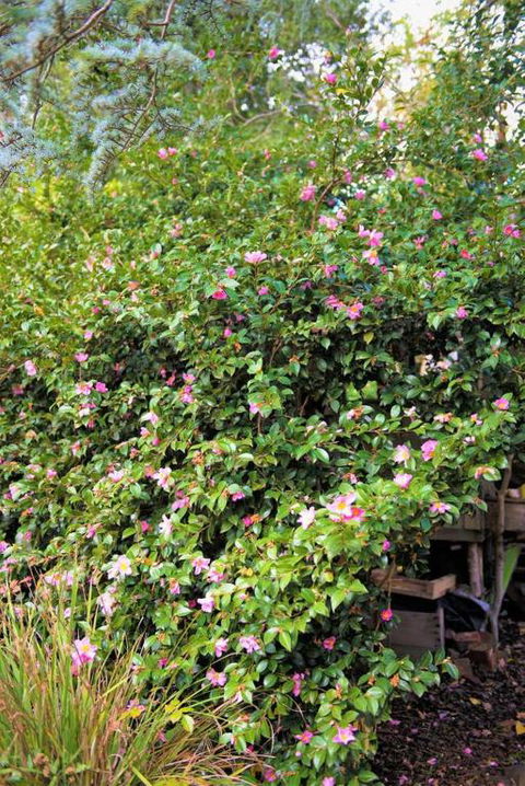 Adelaide Hills Camellia Cottage WiFi - Whitsundays Accommodation 3