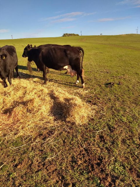 Pink Gums Farmstay - Whitsundays Accommodation 5