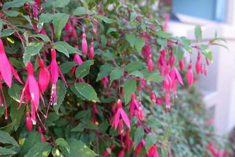 Lurline Villas - Whitsundays Accommodation 4