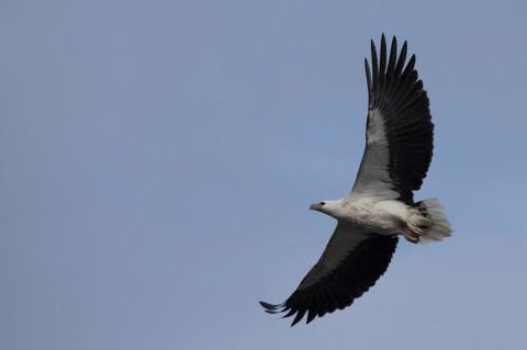Arthur Riverfront & Sea Lodge Downstream - Whitsundays Accommodation 6