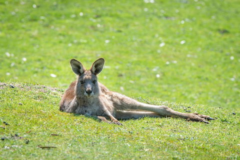 Halls Gap Motel - Whitsundays Accommodation 5