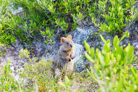 Rottnest Island Authority - Whitsundays Accommodation 1
