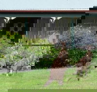 Cedar Lodge Cabins - Whitsundays Accommodation