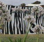 Zebras Guest House - Whitsundays Accommodation