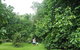 Wildwood - thumb 1