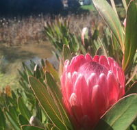 Creswick Cabin Retreat - Whitsundays Accommodation