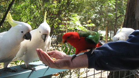 Lorne Bush House Cottages & Eco Retreats - Whitsundays Accommodation 0