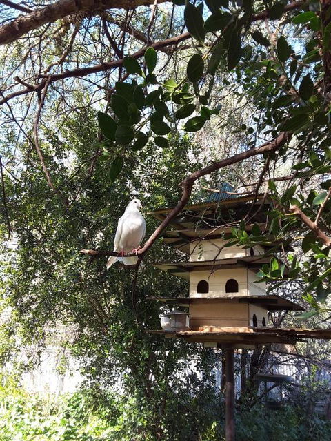 The Dove Cote - Whitsundays Accommodation 5
