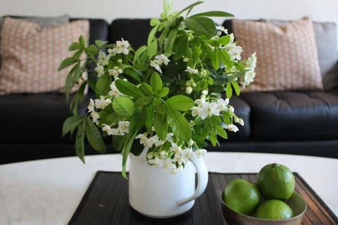 Centrepoint Units Heidelberg - Whitsundays Accommodation 2