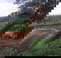 Morella Farm Stay - Whitsundays Accommodation