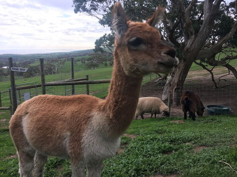 Morella Farm Stay - Whitsundays Accommodation 0