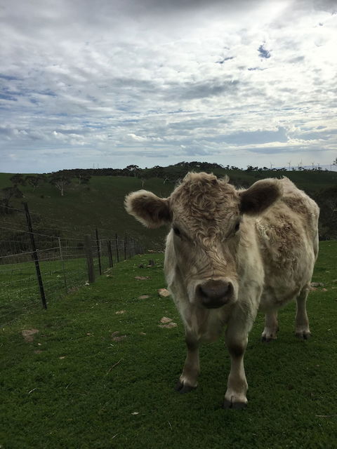 Morella Farm Stay - Whitsundays Accommodation 1