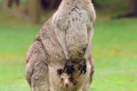 Halls Gap Lakeside Tourist Park - Whitsundays Accommodation 1