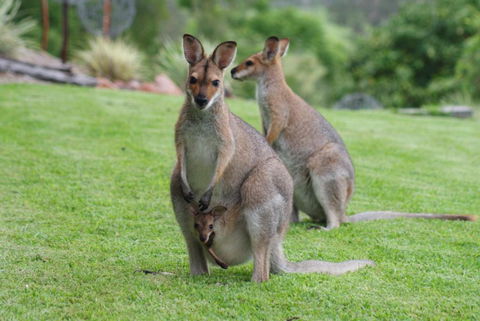 Mary Valley Views B + B - Whitsundays Accommodation 1