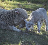 Clandulla Cottages - Whitsundays Accommodation