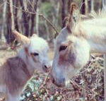 Donkey Tales Farm Cottages - Whitsundays Accommodation