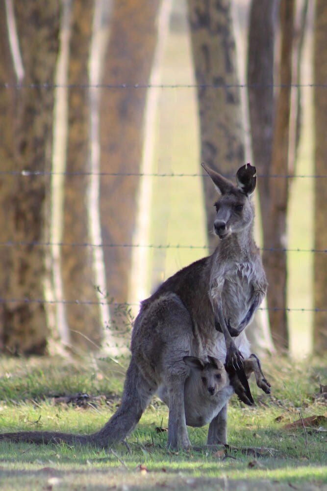 Windella NSW Whitsundays Accommodation