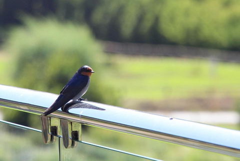 Bickley Valley Cottage - Whitsundays Accommodation 3