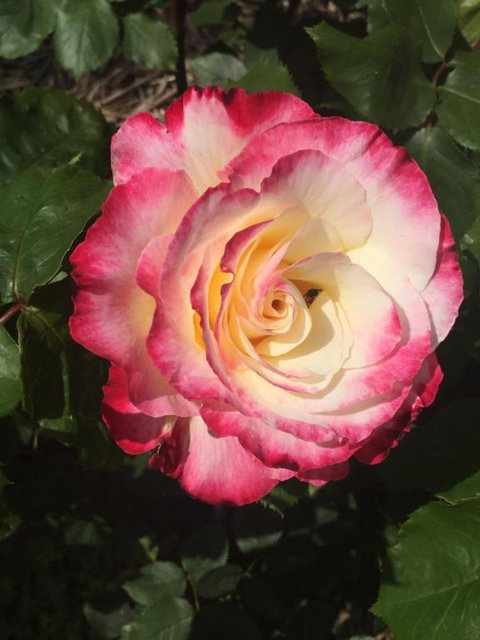 Birchwood Cottage - Whitsundays Accommodation 4