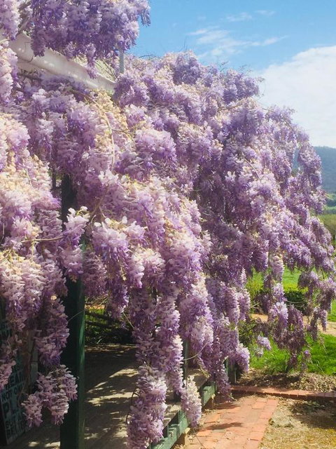 Birchwood Cottage - Whitsundays Accommodation 5