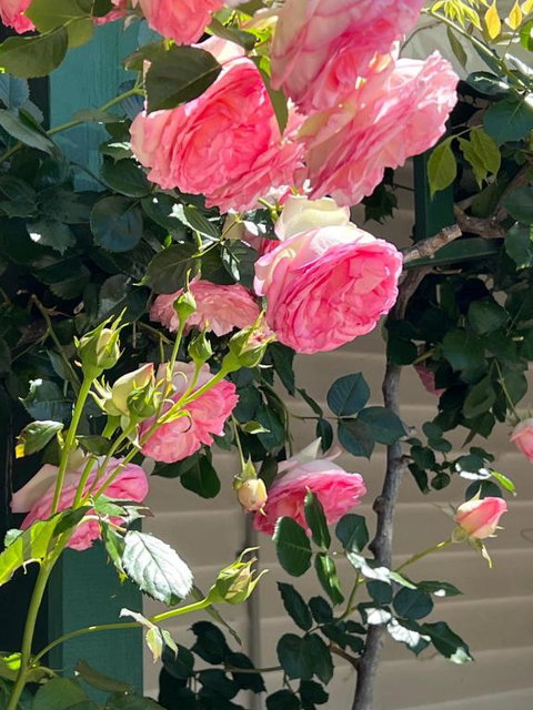 Birchwood Cottage - Whitsundays Accommodation 6