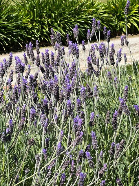 Birchwood Cottage - Whitsundays Accommodation 1