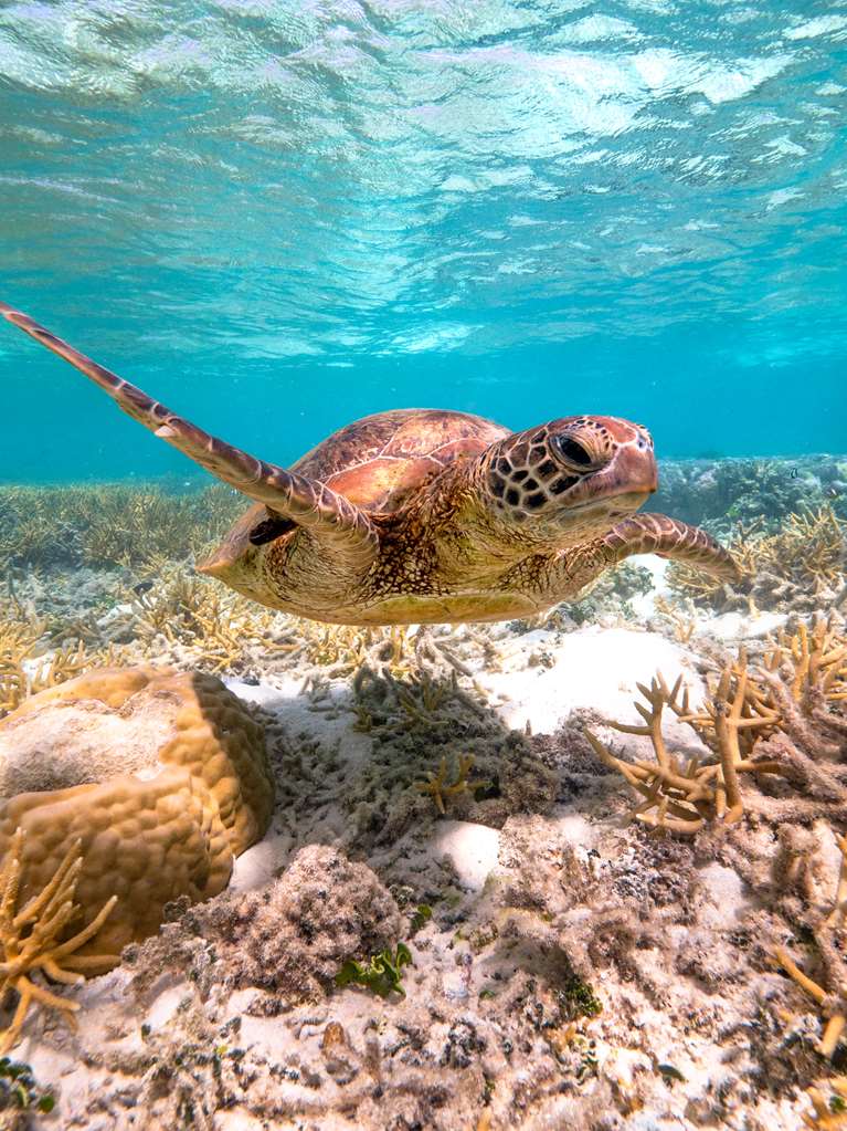 Heron Island QLD Whitsundays Accommodation