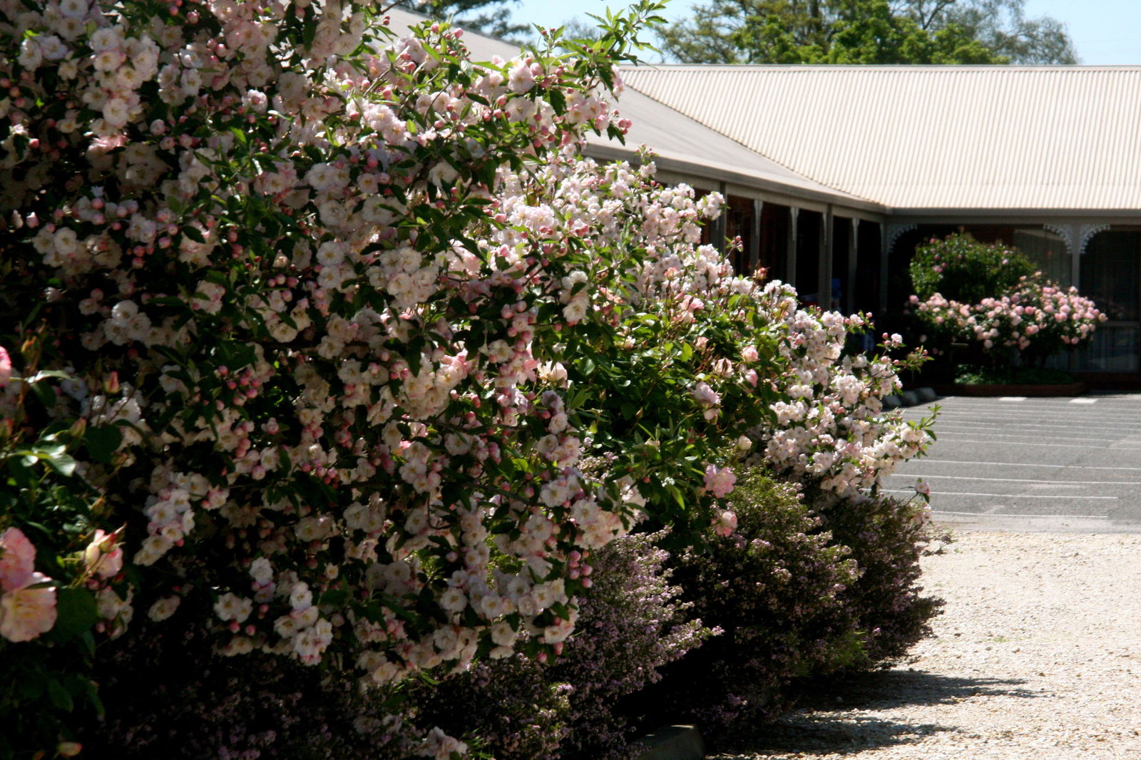Carlyle VIC Whitsundays Accommodation