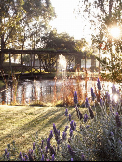 Hunter Valley Resort - Whitsundays Accommodation 0
