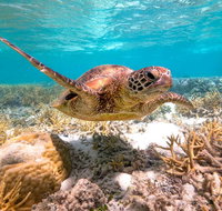 Heron Island Resort - Whitsundays Accommodation