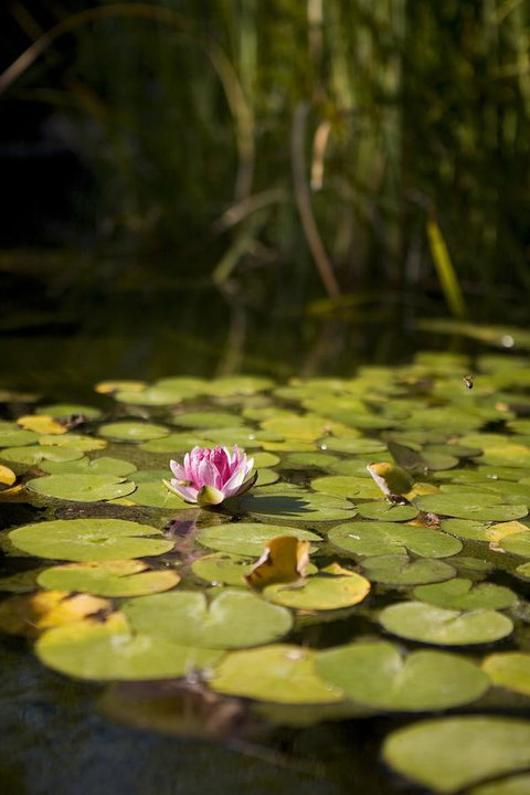 University House - ANU - Whitsundays Accommodation 35
