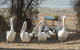 Mercure Kangaroo Island Lodge - thumb 15