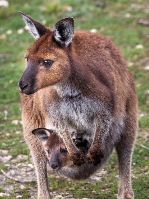 Mercure Kangaroo Island Lodge - Whitsundays Accommodation 38