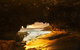 Mercure Kangaroo Island Lodge - thumb 32