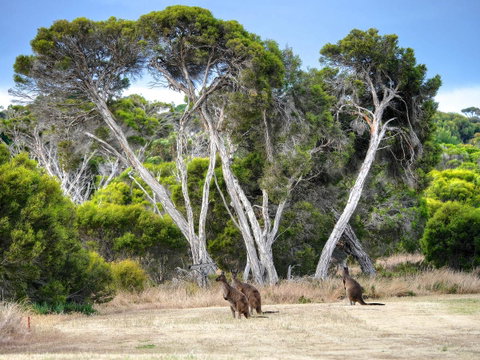 Mercure Kangaroo Island Lodge - Whitsundays Accommodation 33