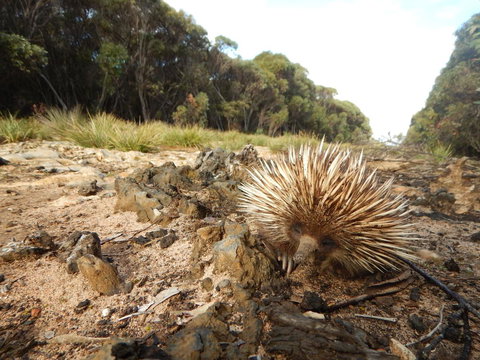 Kangaroo Island Wilderness Retreat - Whitsundays Accommodation 20