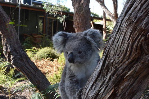 Kangaroo Island Wilderness Retreat - Whitsundays Accommodation 6