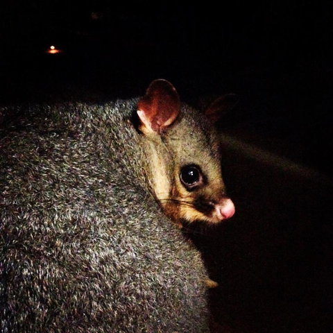 Kangaroo Island Wilderness Retreat - Whitsundays Accommodation 36