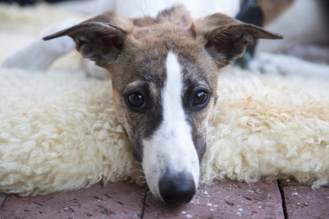 Wayfarers Cottage - Whitsundays Accommodation 17