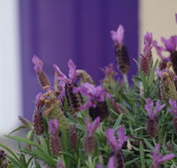 The Purple Door on Seaview - Whitsundays Accommodation