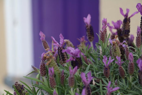 The Purple Door On Seaview - Whitsundays Accommodation 0