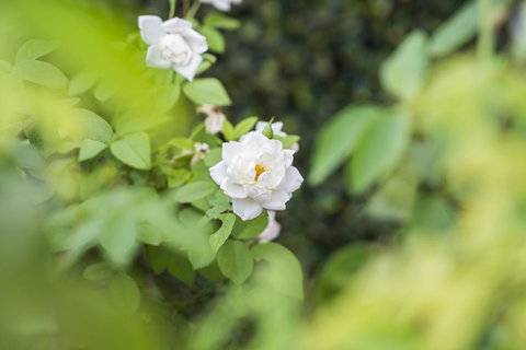 Garden City Motor Inn - Whitsundays Accommodation 40