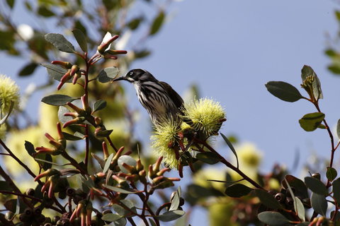 Cape Jervis Holiday Units - Whitsundays Accommodation 9