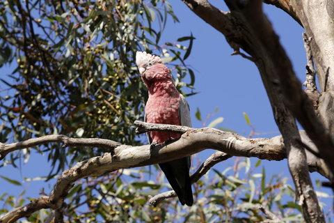 Cape Jervis Holiday Units - Whitsundays Accommodation 5