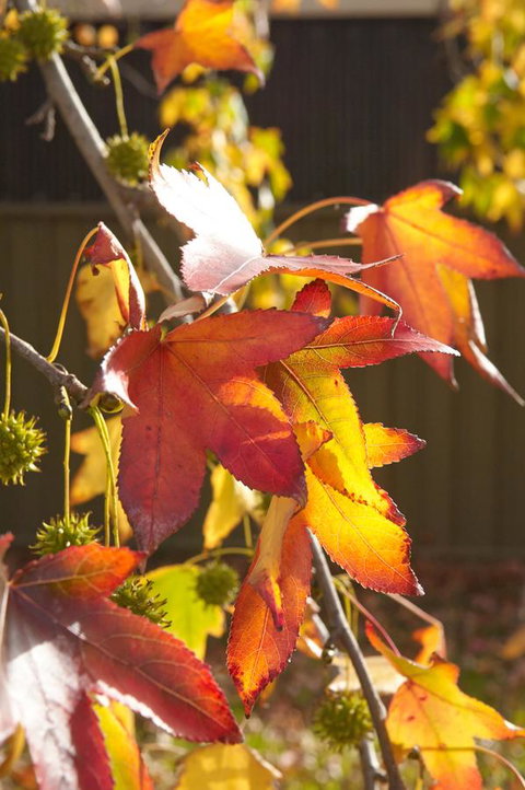 Motel Mount Gambier - Whitsundays Accommodation 22