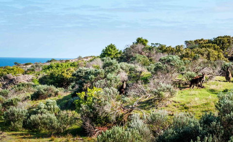 Admirals Inn - Whitsundays Accommodation 36