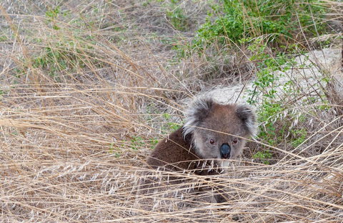 Admirals Inn - Whitsundays Accommodation 33
