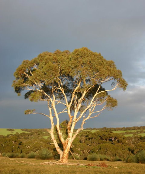 Ecopia Retreat - Whitsundays Accommodation 24